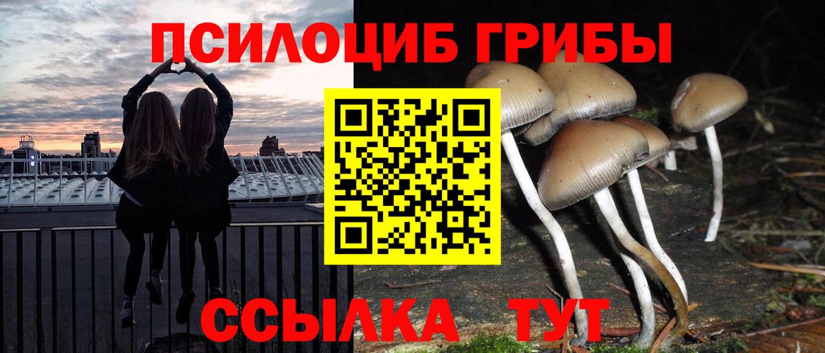 Галлюциногенные грибы Psilocybine cubensis Владимир